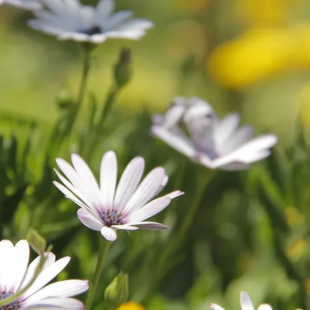 Hotel Nicholas Park Oludeniz
