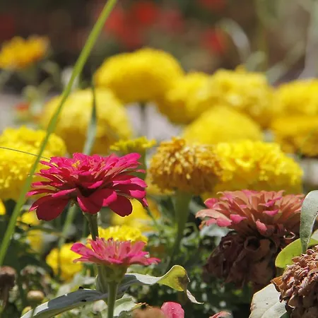 Nicholas Park 4* Ölüdeniz