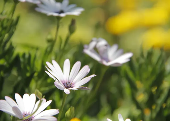 Otel Nicholas Park Ölüdeniz