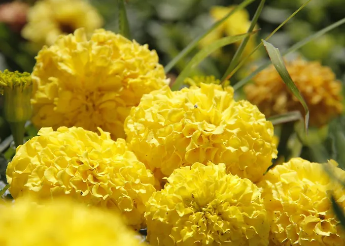 Отель Nicholas Park